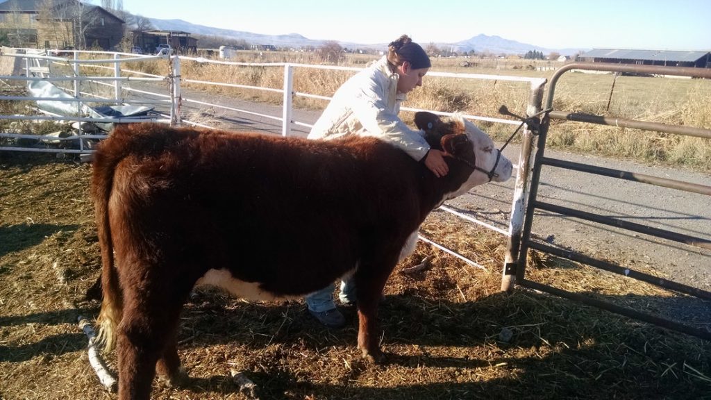 Animal Chiropractic in Bountiful, UT Bountiful Spinal Care