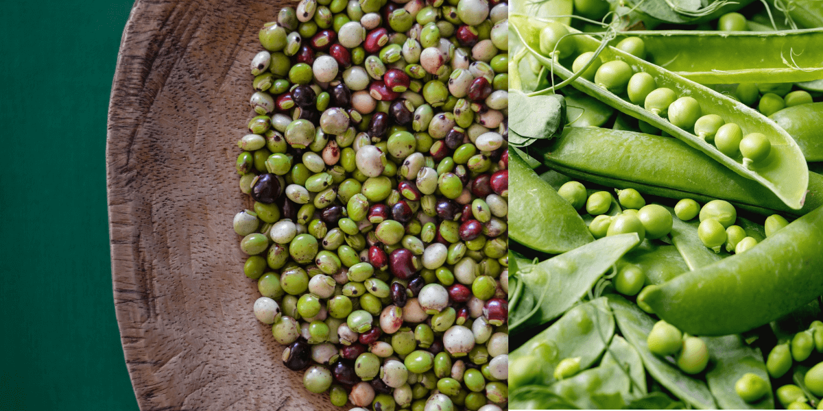 Pigeon Peas Vs Green Peas The Differences Bourbono