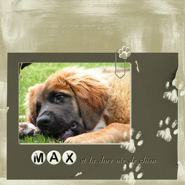 Kit « Comme chiens et chats » en téléchargement CDIP Boutique Logiciel de Généalogie et