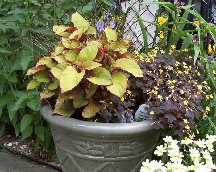 كوليوس الصورة