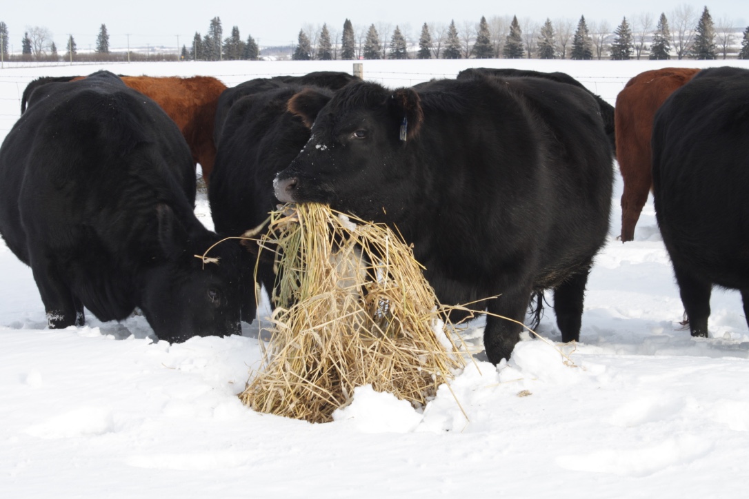 Cows Don’t Need Grain… Or Don’t They? Bovine Practicum