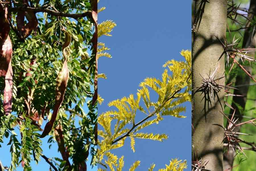 How To Identify Trees That Deer Love BowAddicted