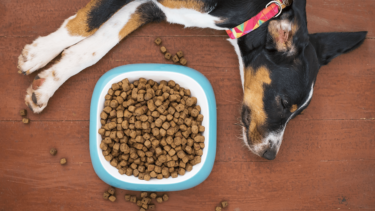 R&D Tax Credits for Dog Food Manufacturers