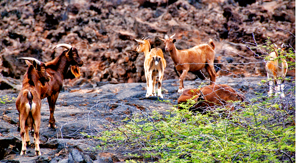 Bowhunt Hawaii Your Hawaii Hunting