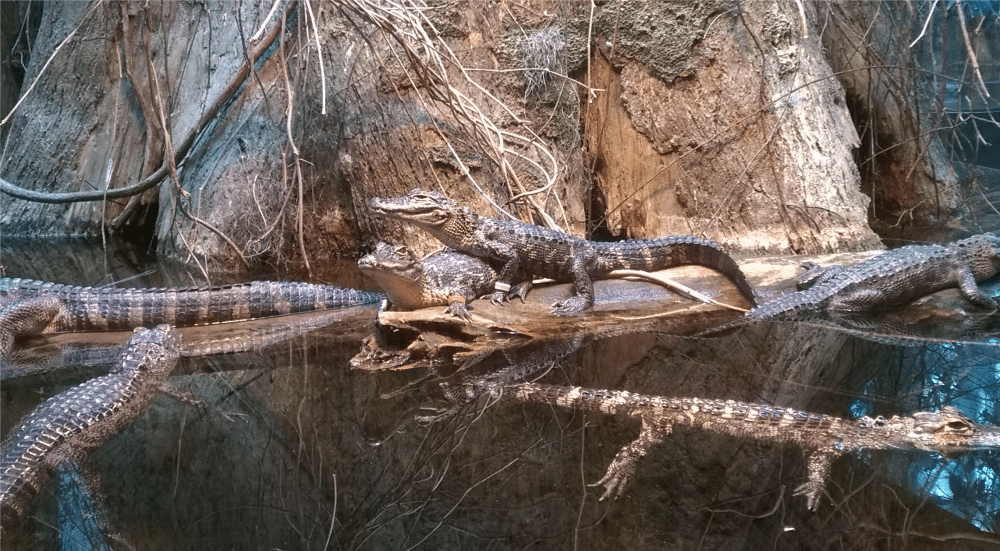 Alligator Bayou at the Tennessee Aquarium