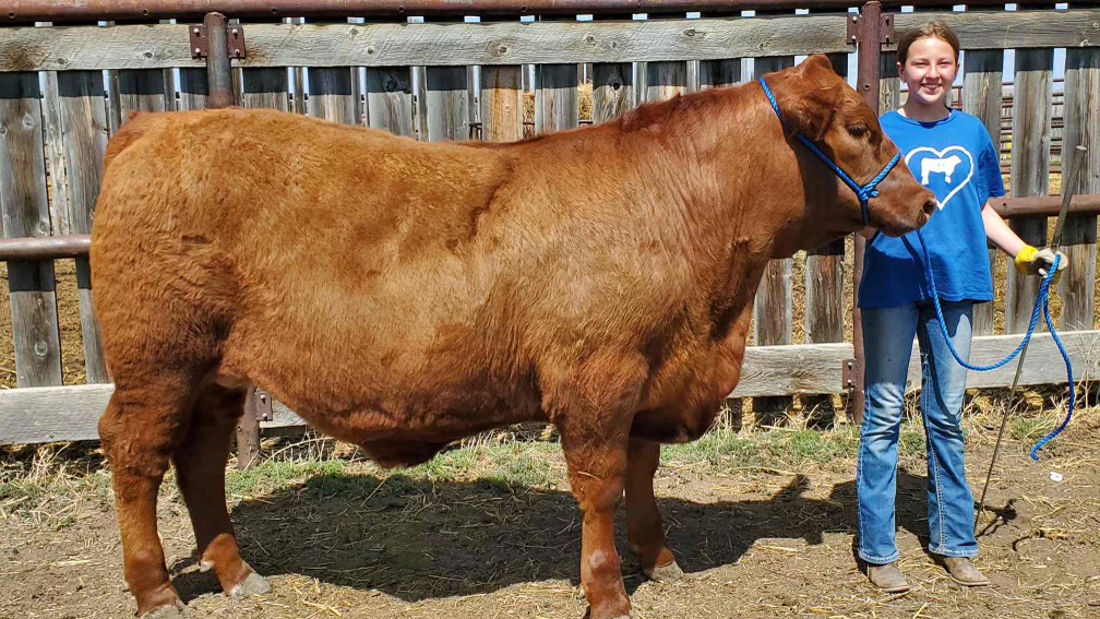 4Her was prepared for big Medicine Hat 4H Beef Show and Sale › Bow