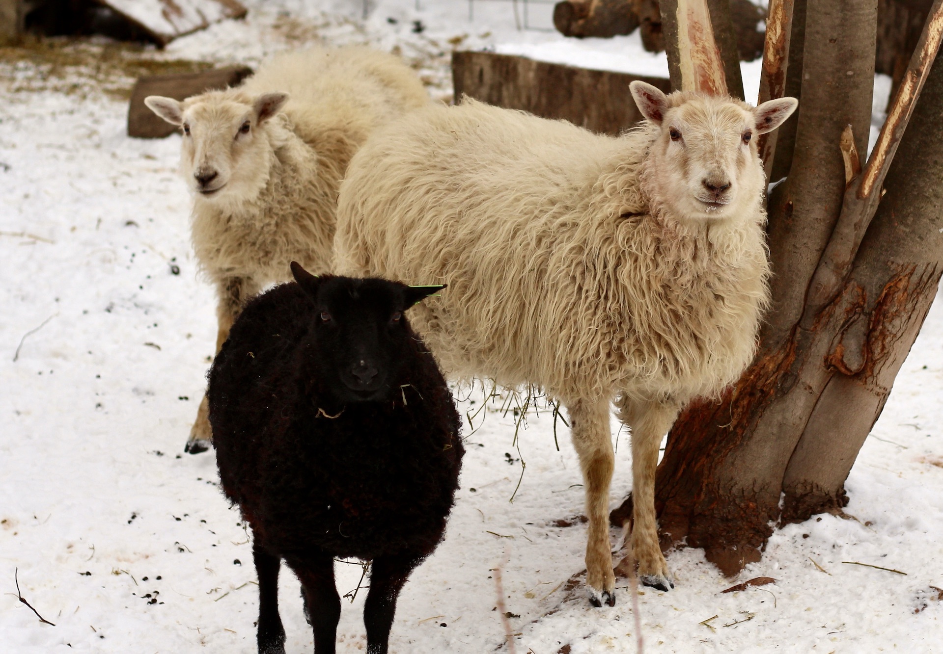 Triple Purpose Sheep