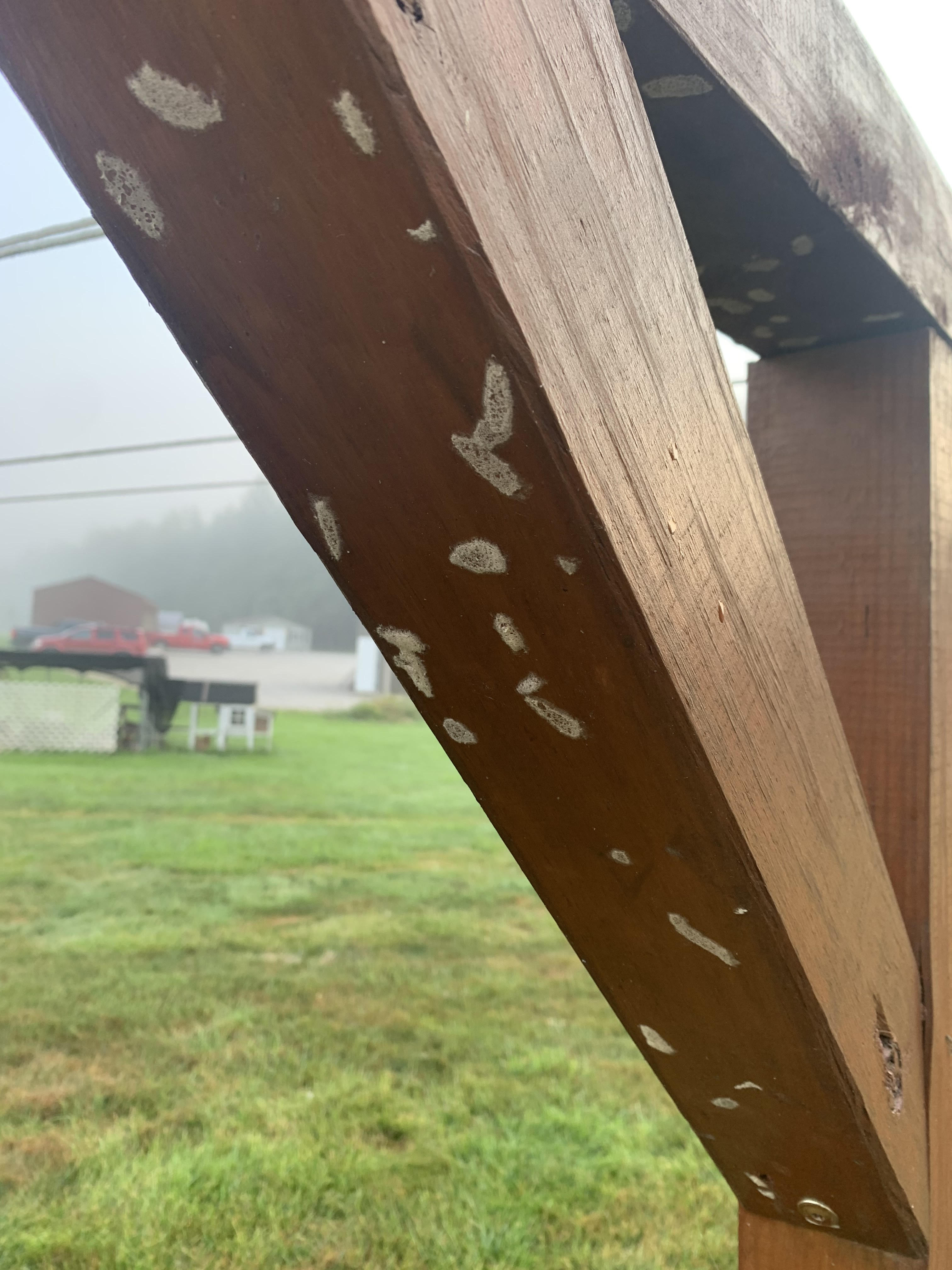Armyworms In The Wabash Valley Bowman's Pro Turf, LLC.
