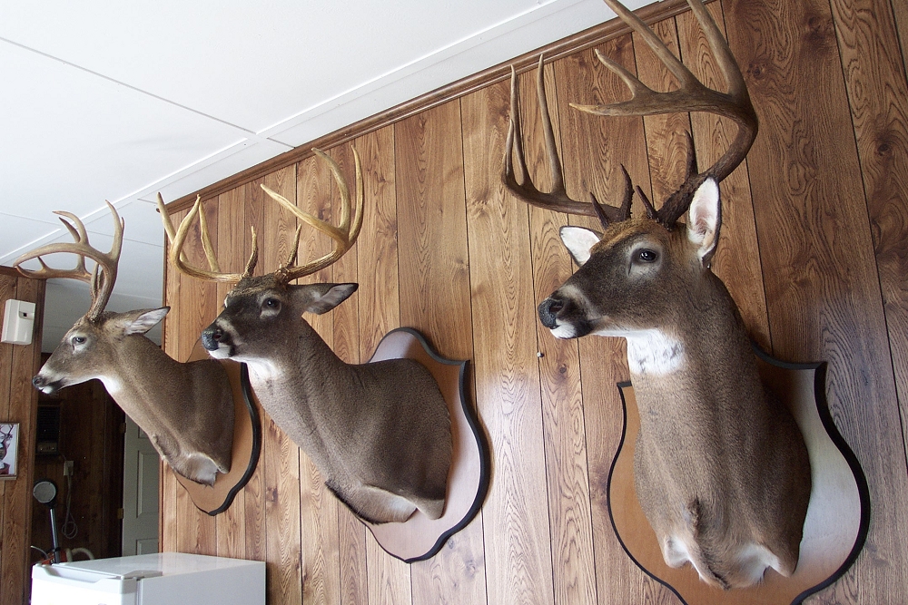 NC Taxidermist Whitetail Taxidermy Gallery Bowmans Taxidermy North