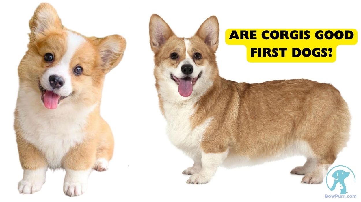 Are Good First Dogs? BowPurr