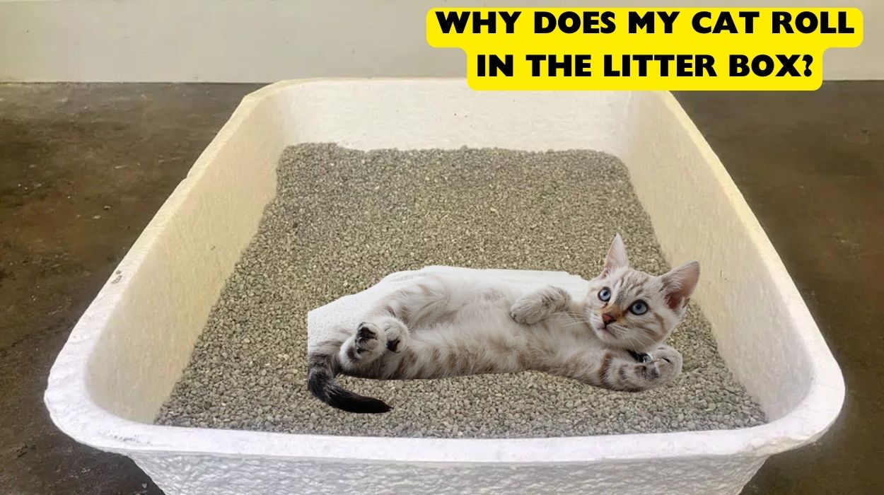 Why Does My Cat Roll in the Litter Box? BowPurr
