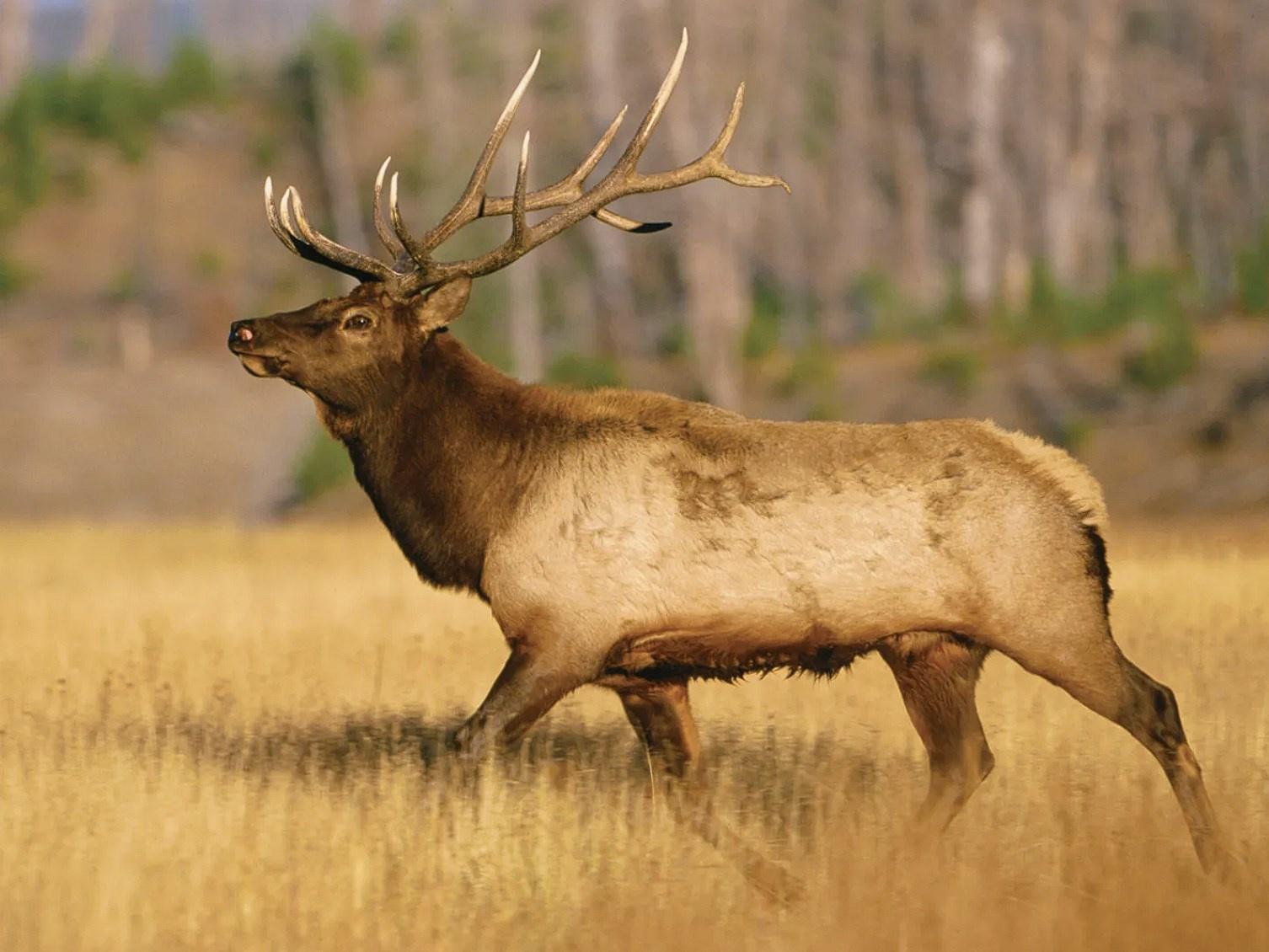 Best Bow Setup for Elk Bow, Arrows, Broadheads & More