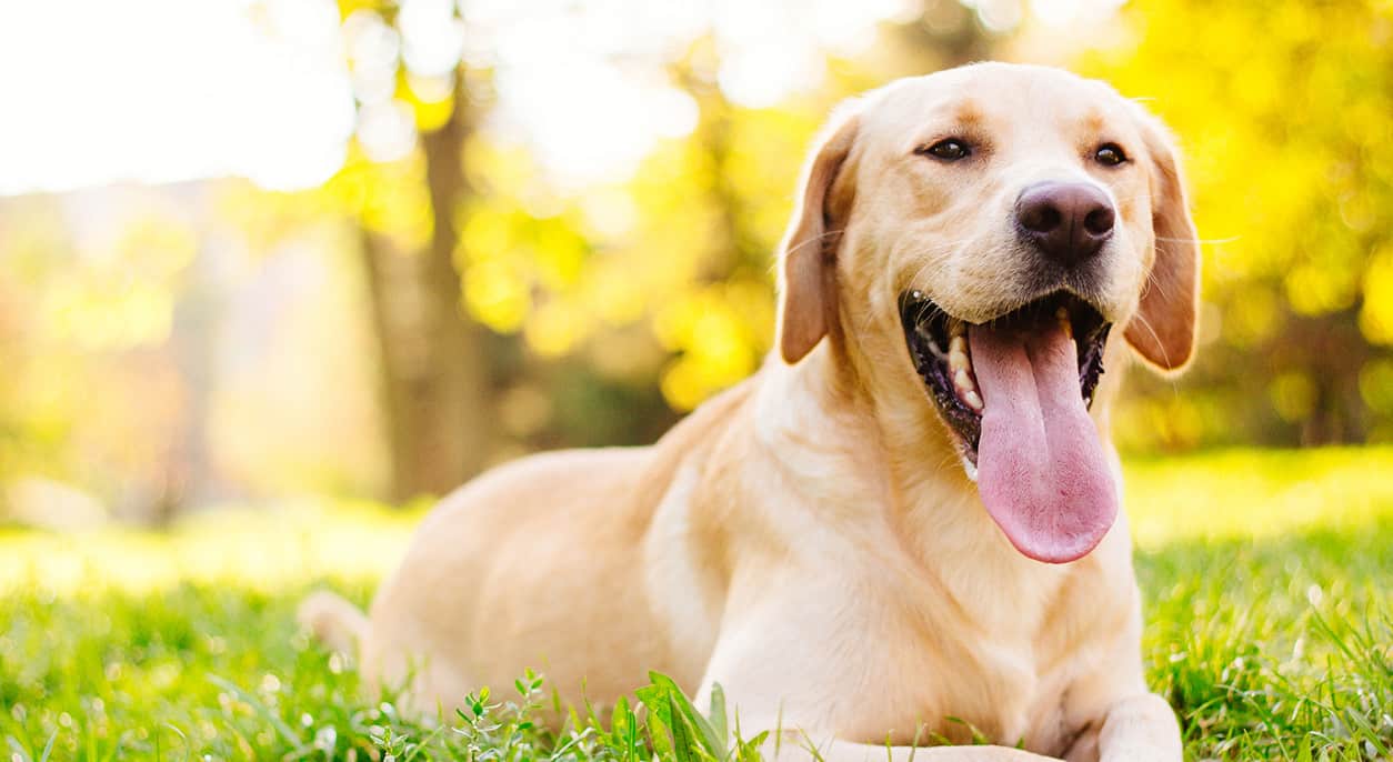 How to Keep Your Dog Cool in Summer 6 Ideas to Consider