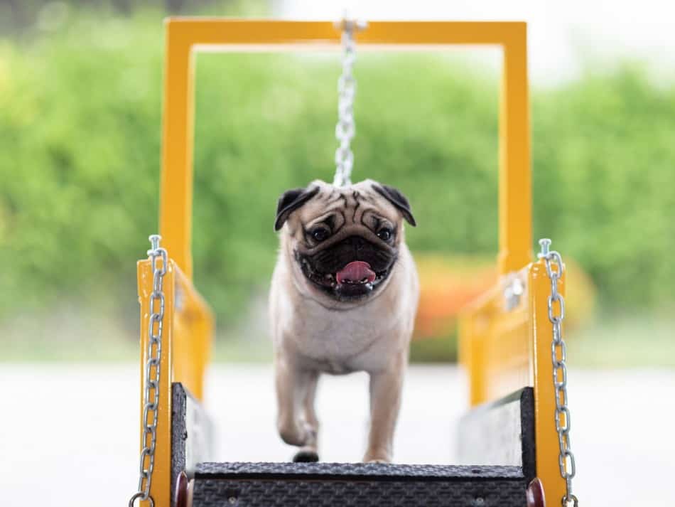 Can Dogs Use Treadmills? Beneficial or Dangerous? Bowwowtech