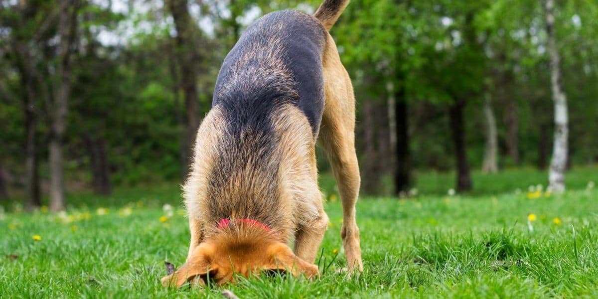 Why do Some Dogs Bury Their Poop? Bowwowtech