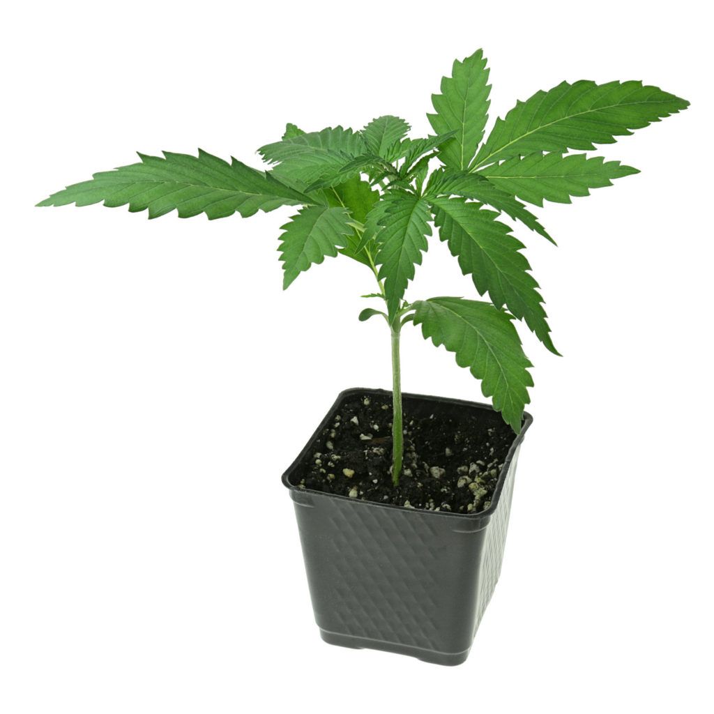 12 Tips for Sprouting Cannabis Seeds KindPeoples