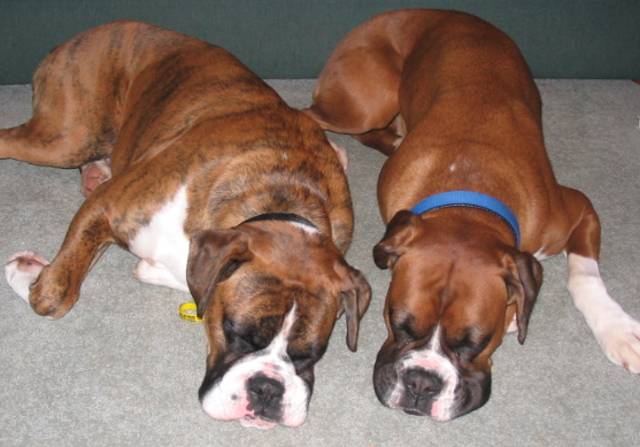 Boxer Coat Colour | Boxer World Forums