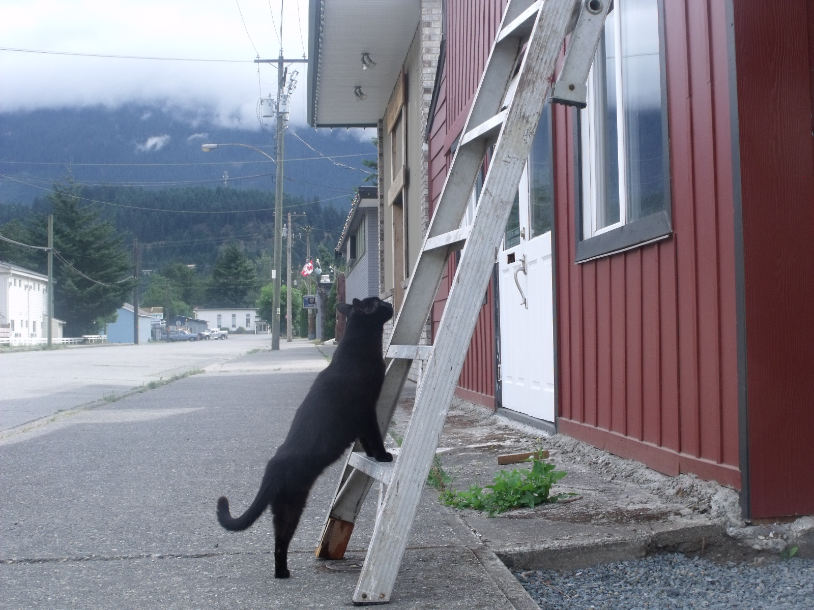 Garbanzo Ascends (A Story in 15 Pictures) AUTICULTURE