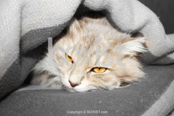 Cat Sleeping Under Blanket / Stock Photography