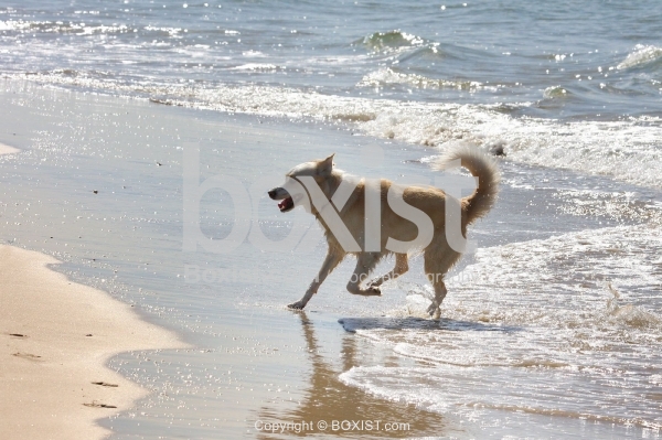 Dog Coming Out Of The Water / Stock Photography