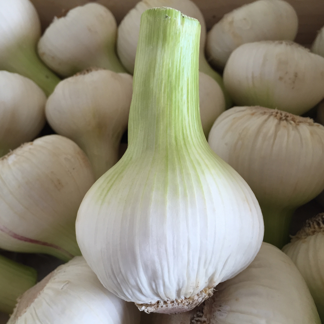 Green Garlic Large Bulbs The Garlic Farm UK Isle of Wight