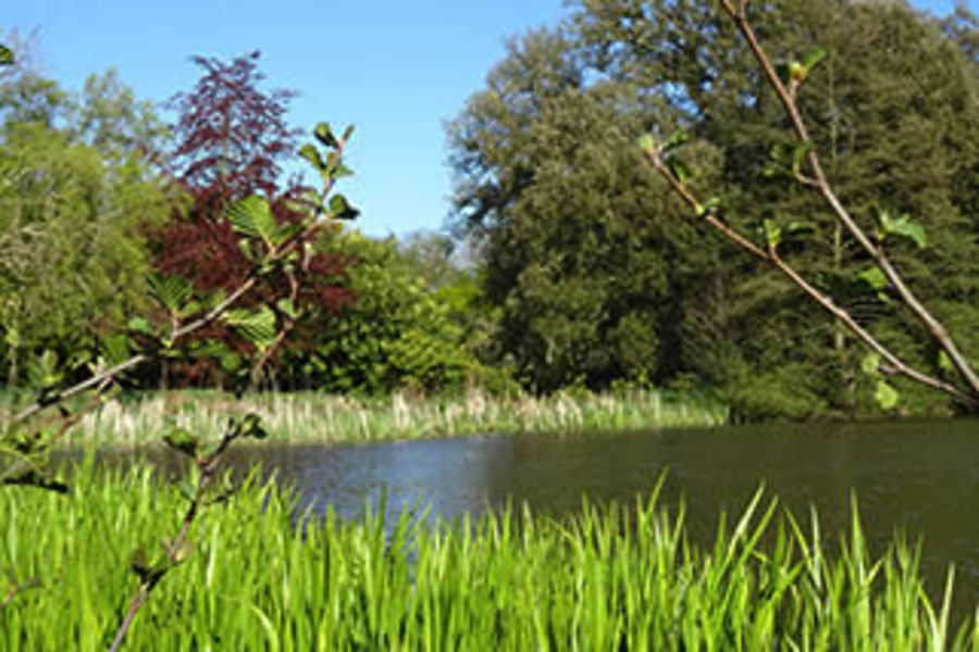 Rhodedenrons 1 Images The Barton Estate, Isle of Wight