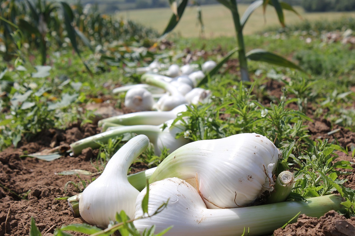 Elephant Garlic and Mushroom Pasta Garlic Recipes