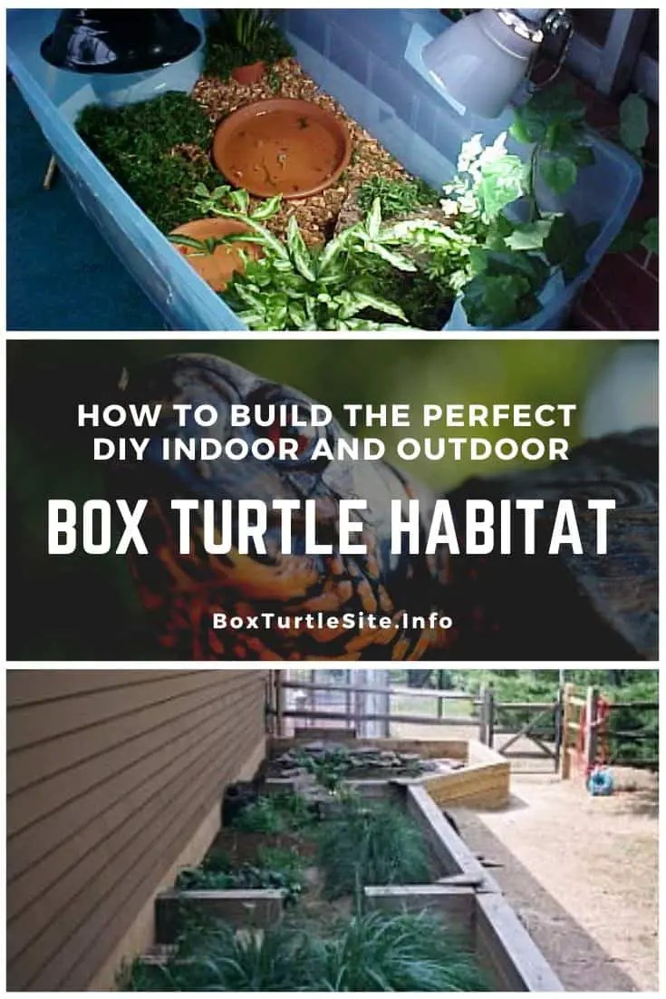 The Ultimate Guide on How to Build an Indoor and Outdoor Box Turtle