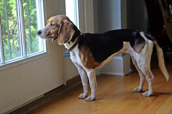 skinny beagle