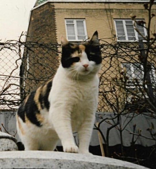 la Compañera Felina de Freddie Mercury