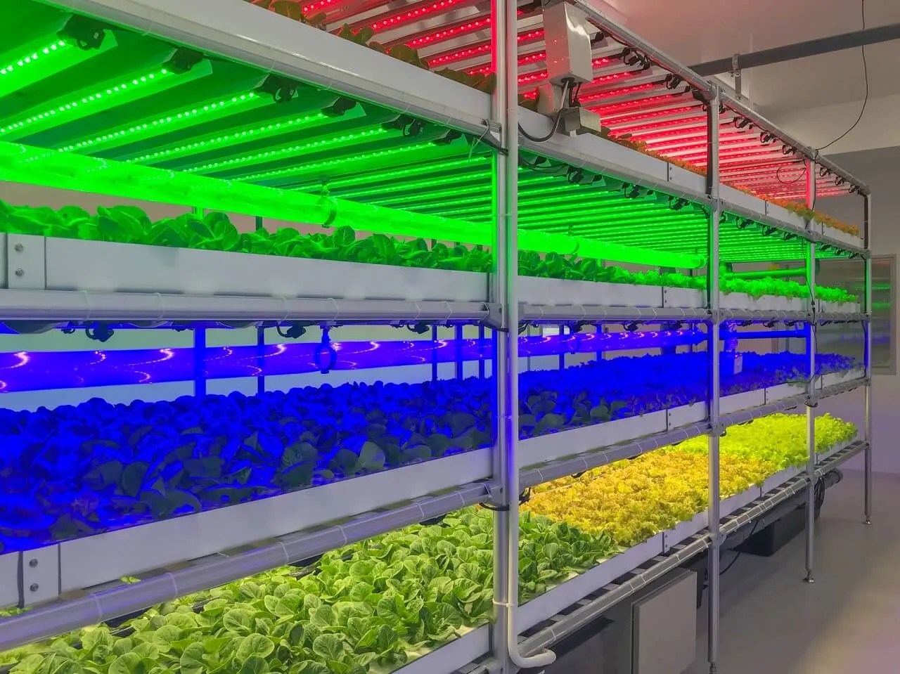 How to use LED Grow Lights Boyalite Blog