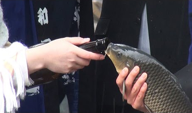 魚に酒を飲ませる伝統行事に「虐待にしか見えない」と批判の声！？