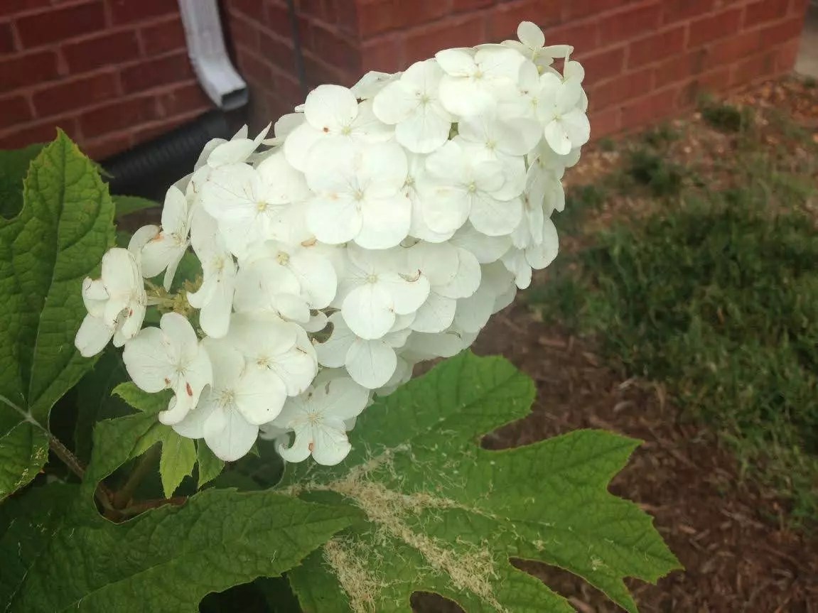 Oakleaf Hydrangea Boyd Nursery Company