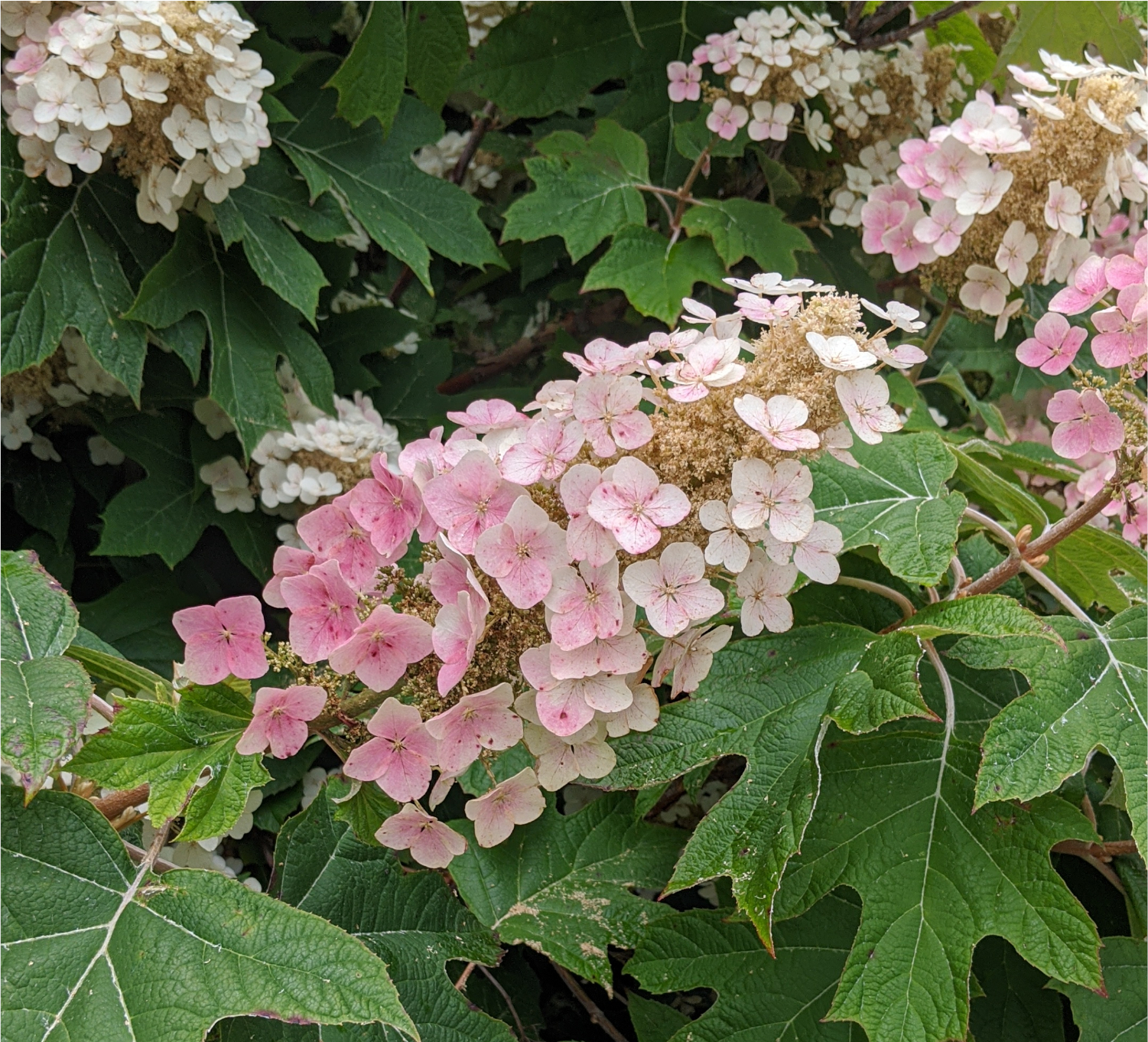 Oakleaf Hydrangea Boyd Nursery Company