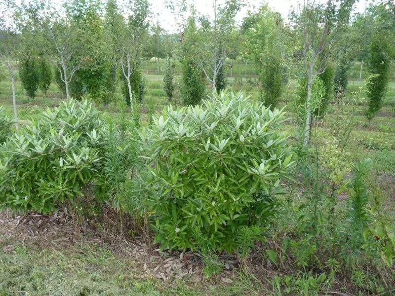 Sweet Thing ® Magnolia Boyd Nursery Company