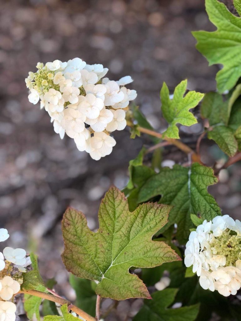 Ruby Slippers Oakleaf Hydrangea Boyd Nursery Company