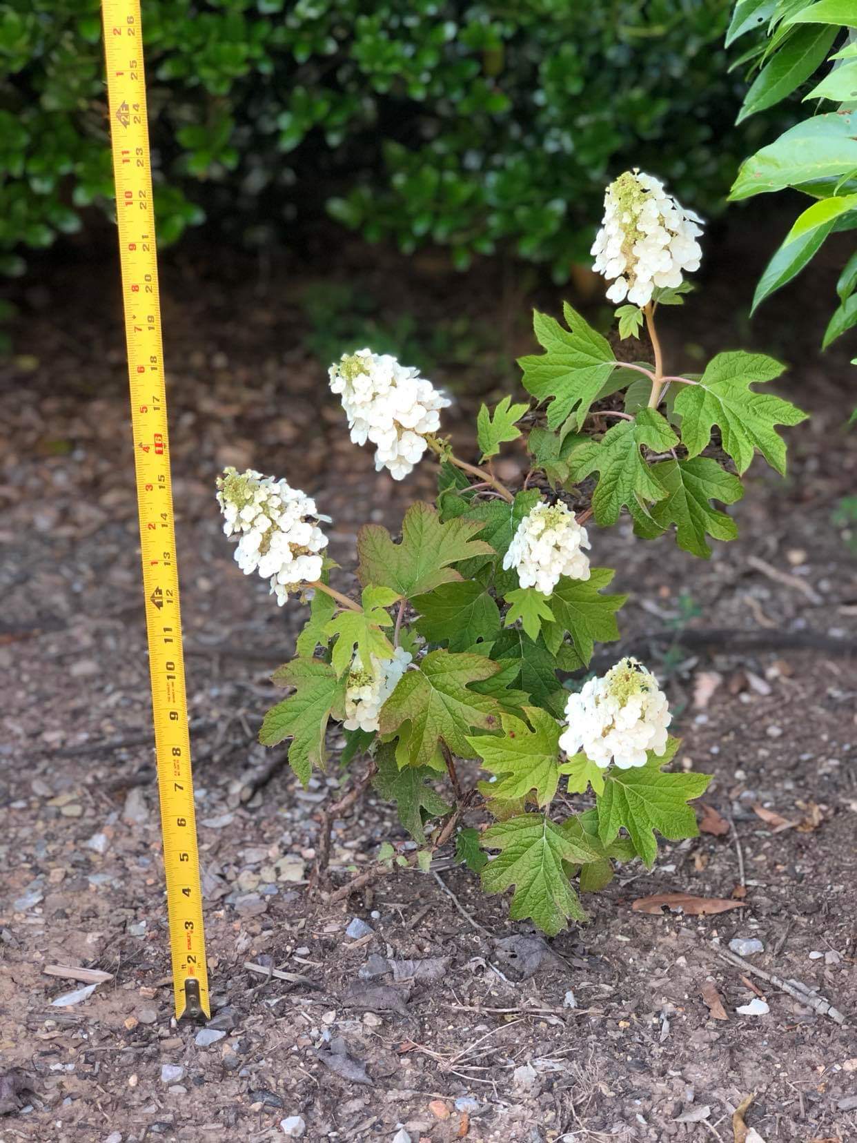 Ruby Slippers Oakleaf Hydrangea Boyd Nursery Company