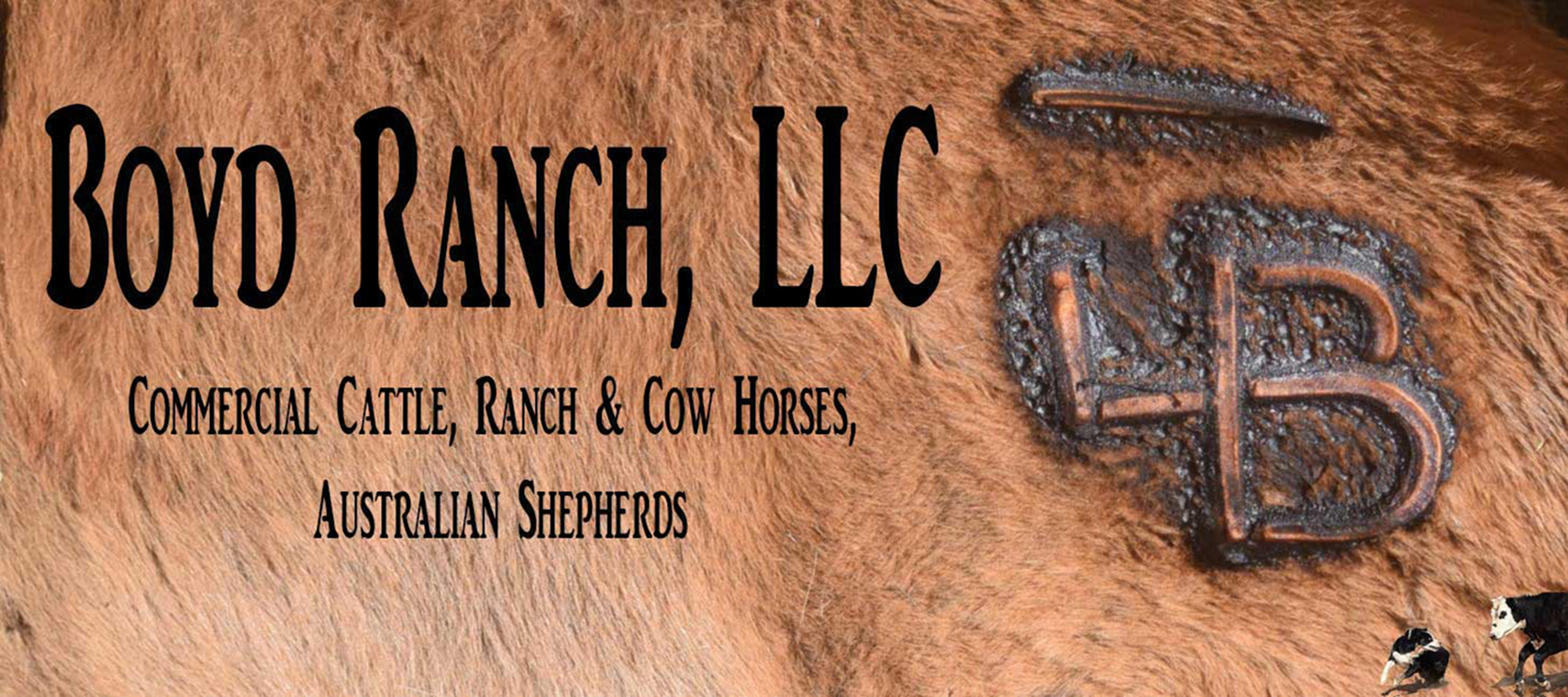 Puppy Application Boyd Ranch, LLC Commercial Cattle, Ranch & Cow