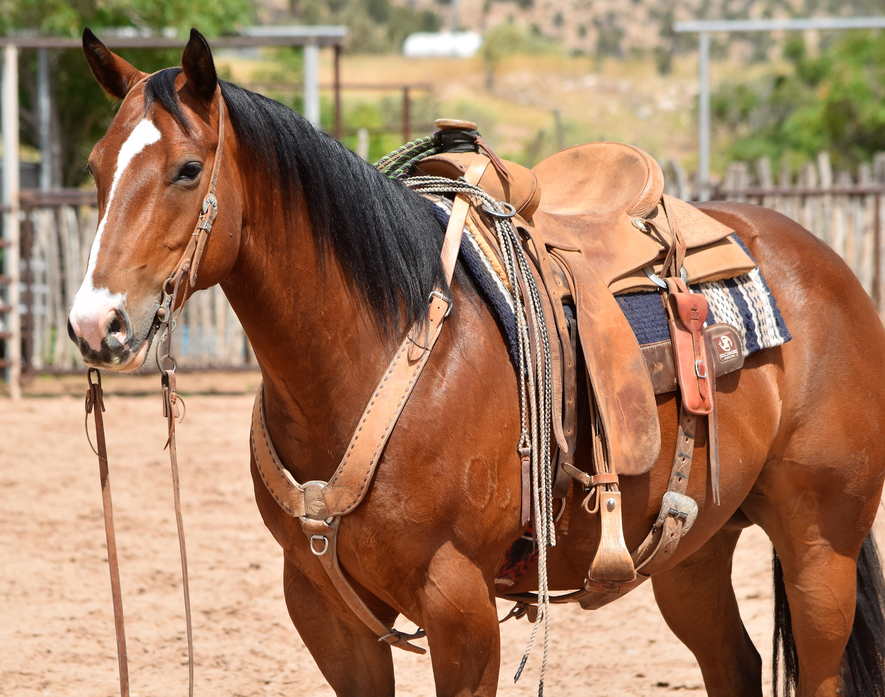 Horses For Sale Boyd Ranch, LLC Commercial Cattle, Ranch & Cow Horses