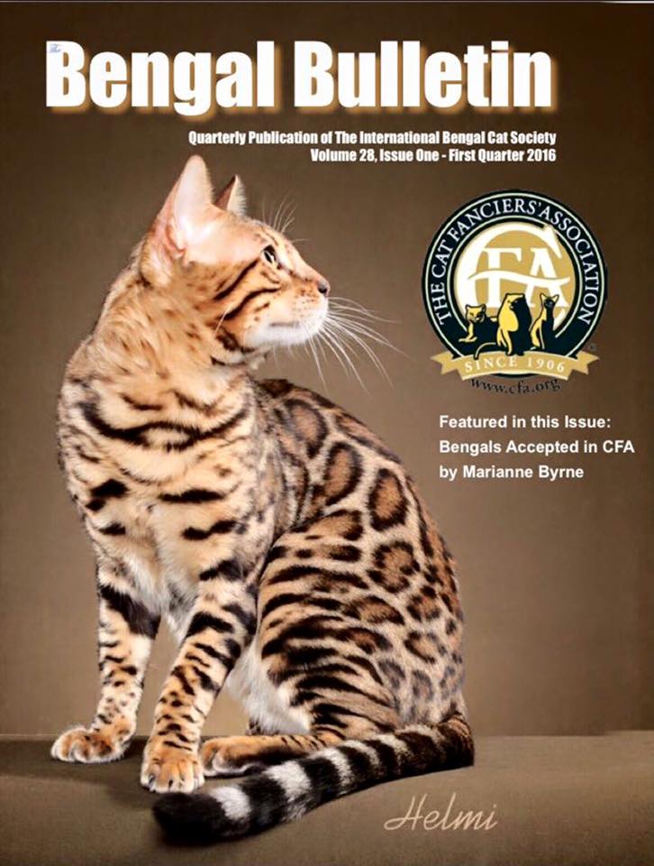 Bengal Kittens for Sale in Breeder Brown, Silver, Snow