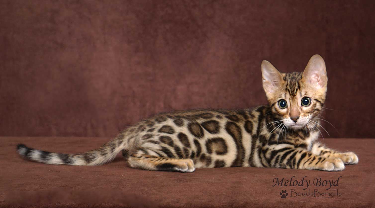 Bengal Tiger Kitten For Sale at Shizuko Stewart blog