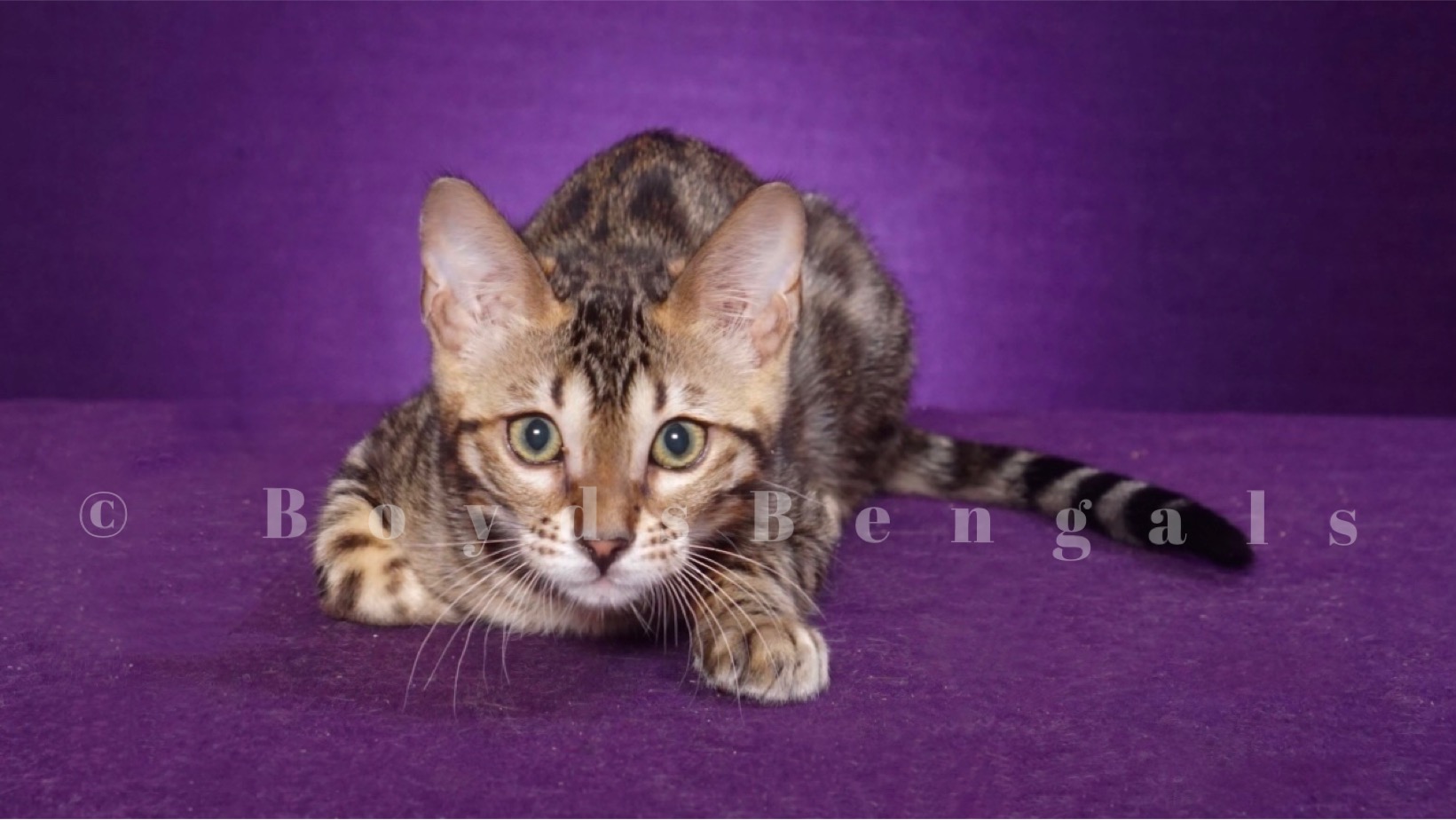Available Bengal Kittens For Sale BoydsBengals