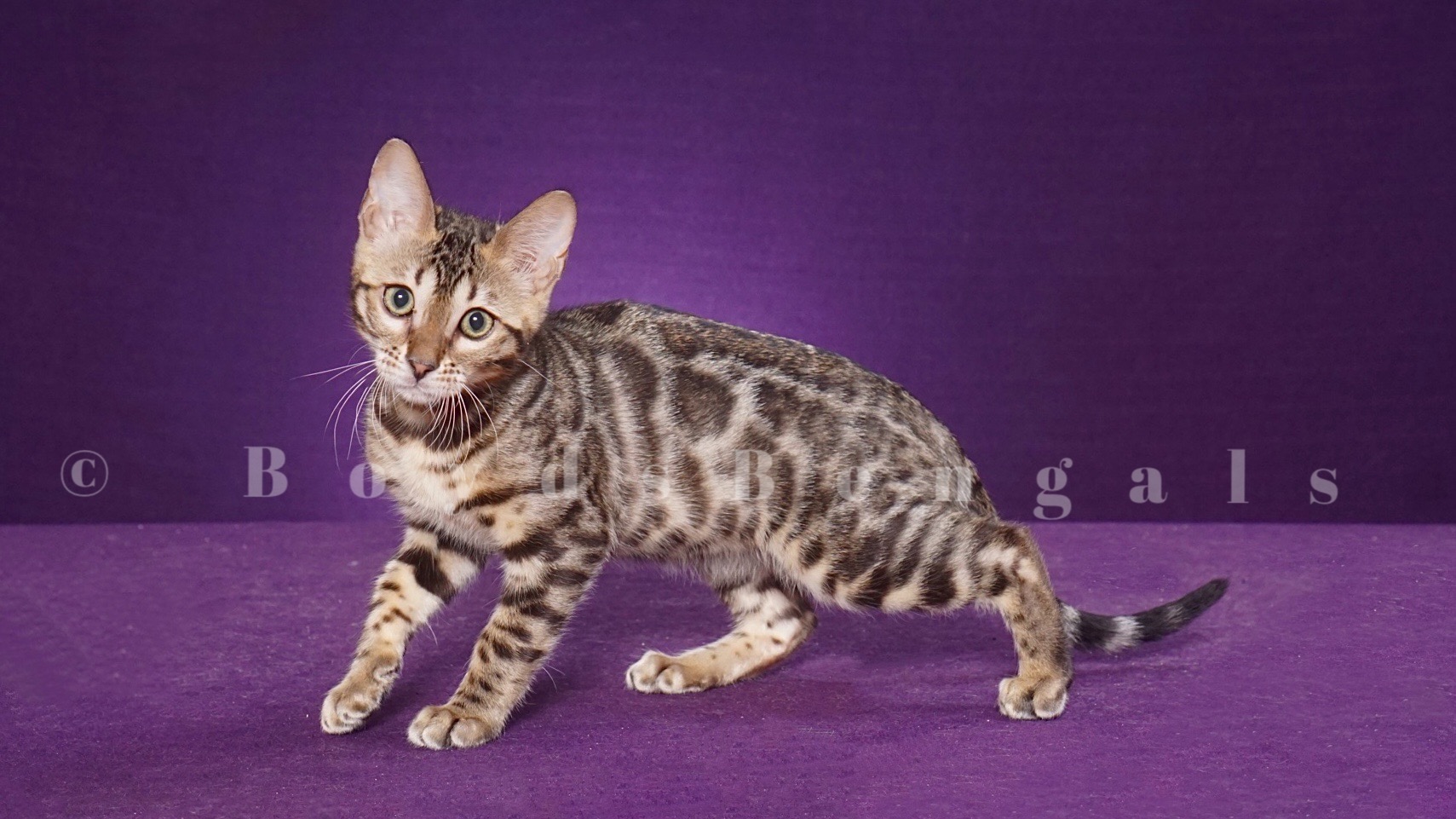 Available Bengal Kittens For Sale BoydsBengals