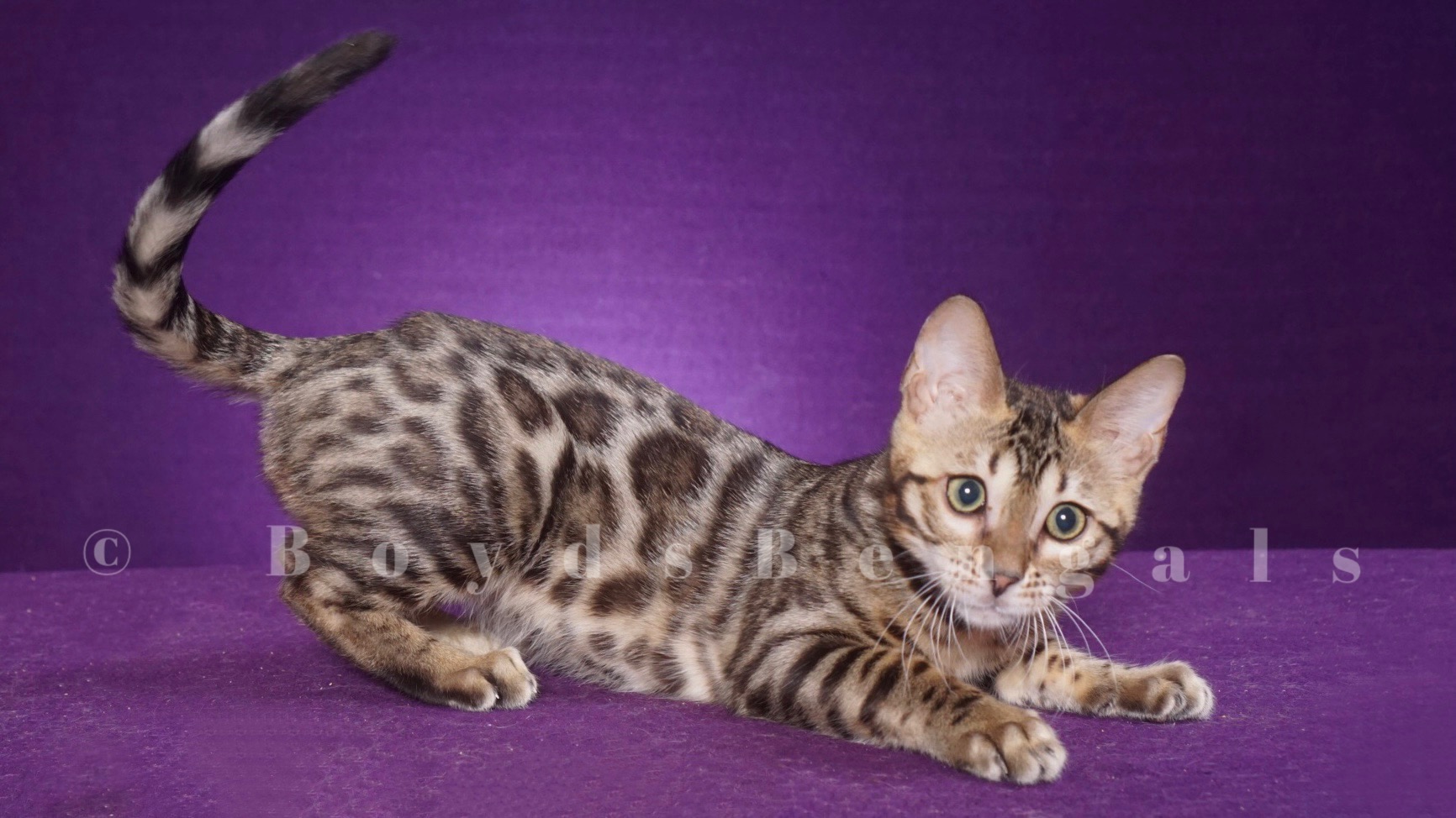 Available Bengal Kittens For Sale BoydsBengals