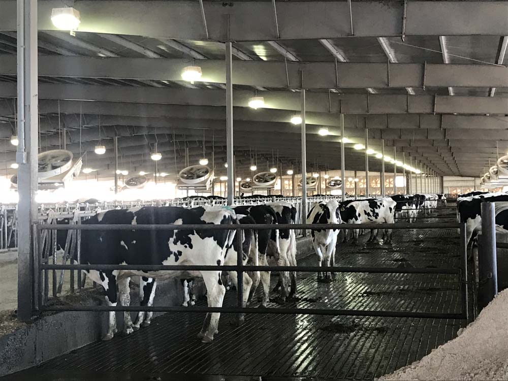Thiele Dairy Clearwater NE Dairy Expansion and New Milking Parlor