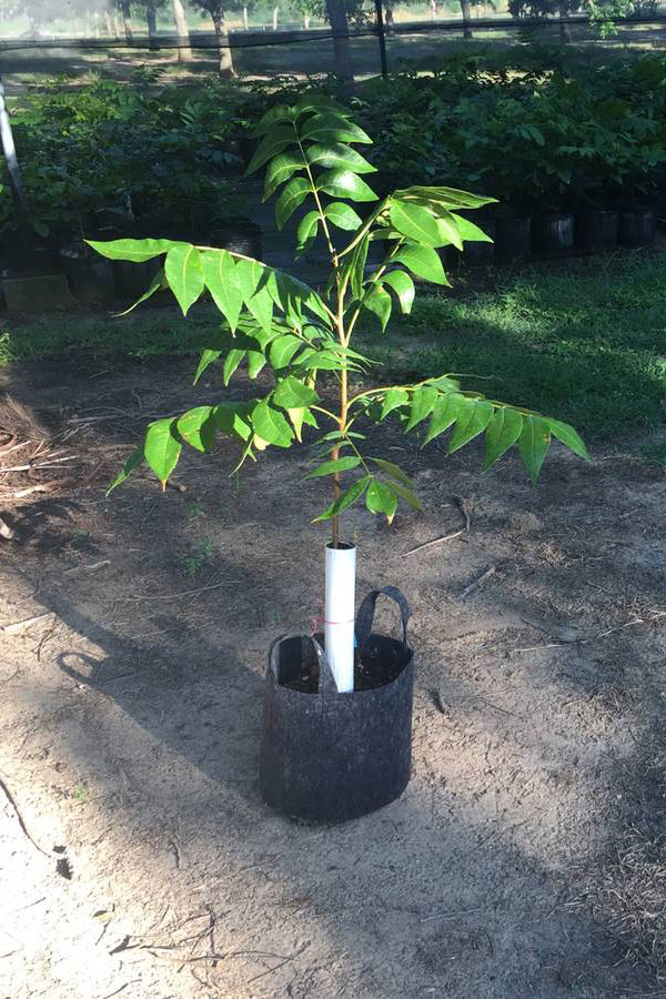 Podsednik Boykin Farms