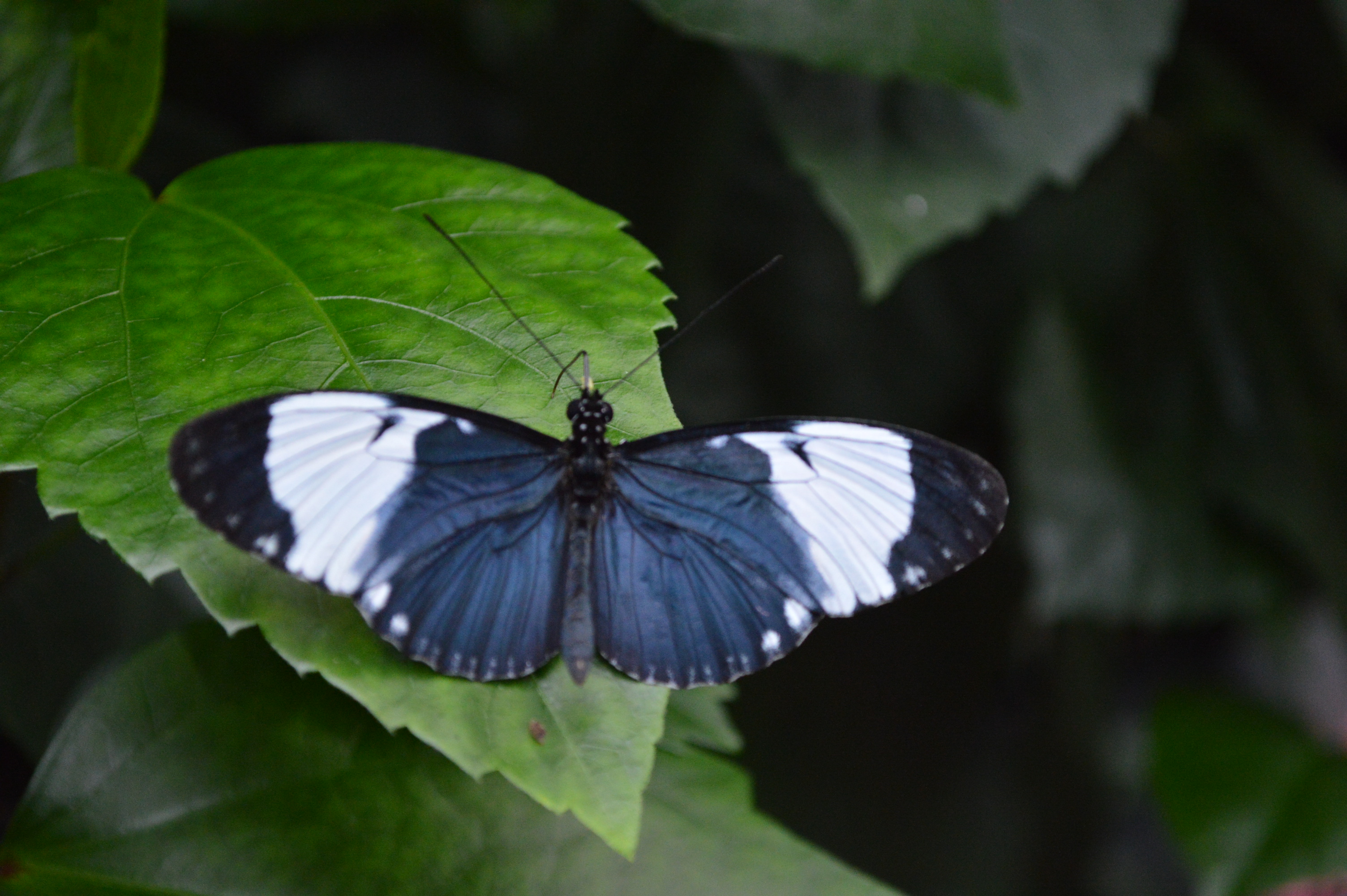 The Victoria Butterfly Gardens in Victoria, BC, Canada Boy Versus World