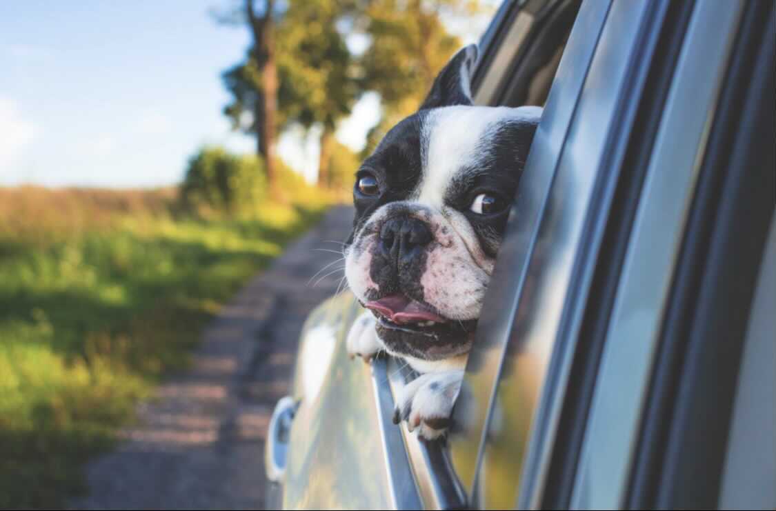 A Practical Guide to Dogproofing Your Vehicle Barkly Pets
