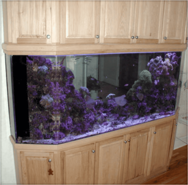 Our 15 Favorite “Room Divider” Aquariums Blue Aquarium