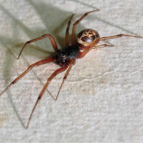 Pest advice for controlling Spiders